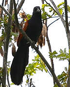 Greater Coucal