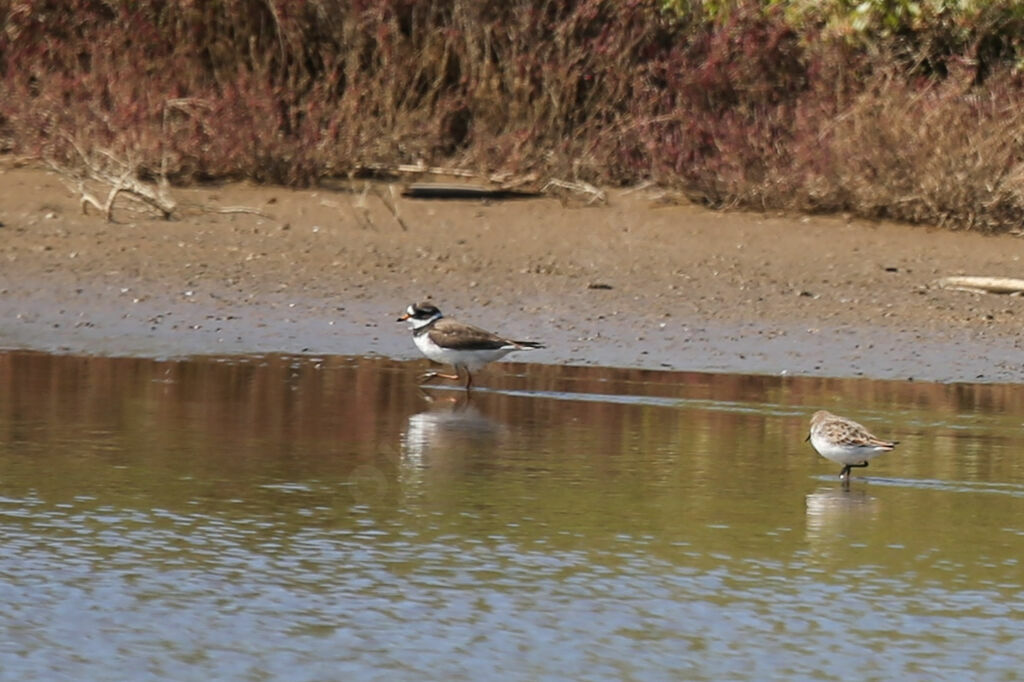 Common Ringed Plover