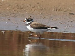 Common Ringed Plover