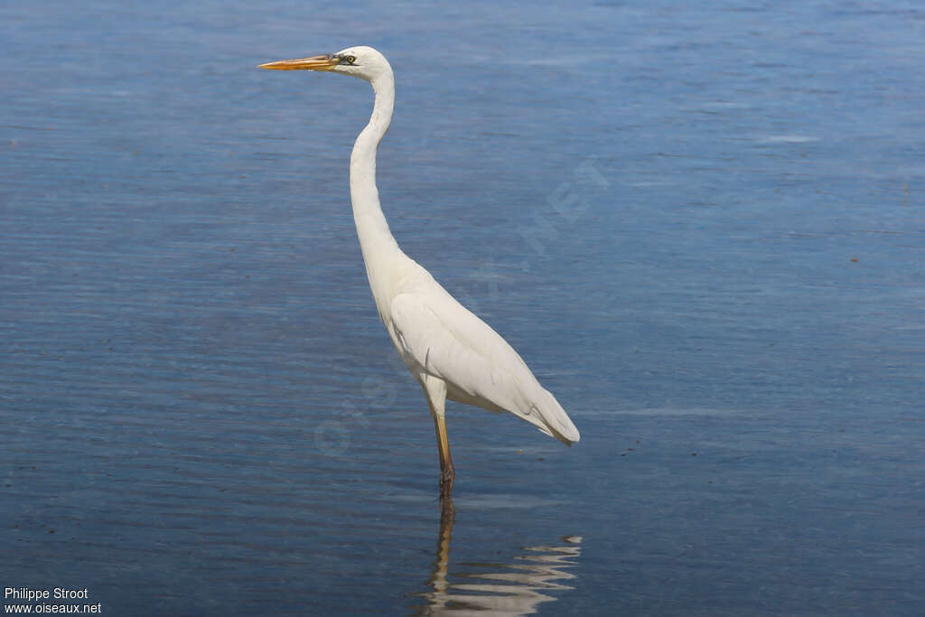 Great Blue Heron, pigmentation