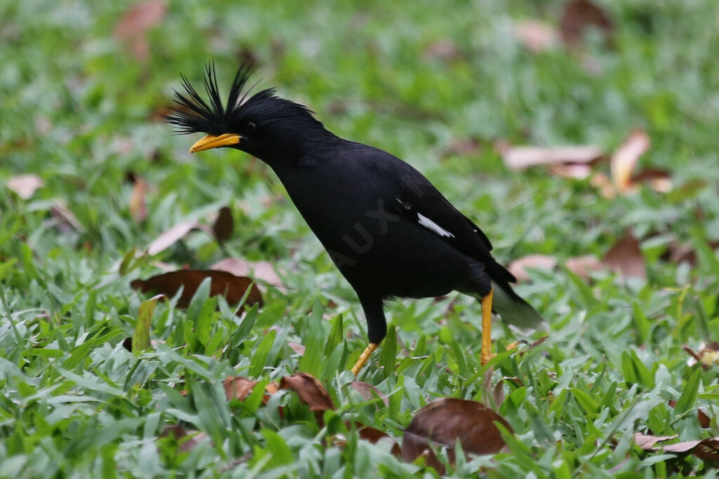 Great Myna