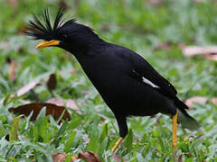 Great Myna