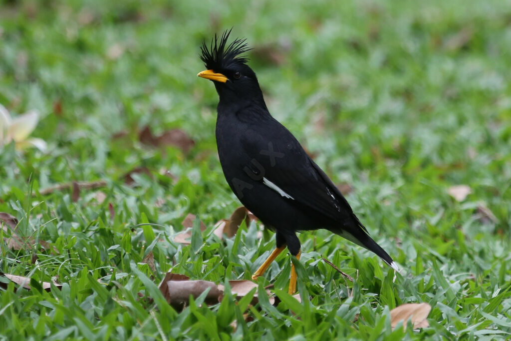 Great Myna