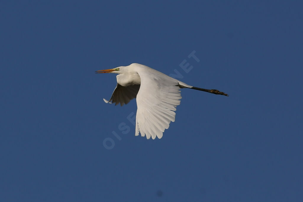 Grande Aigrette