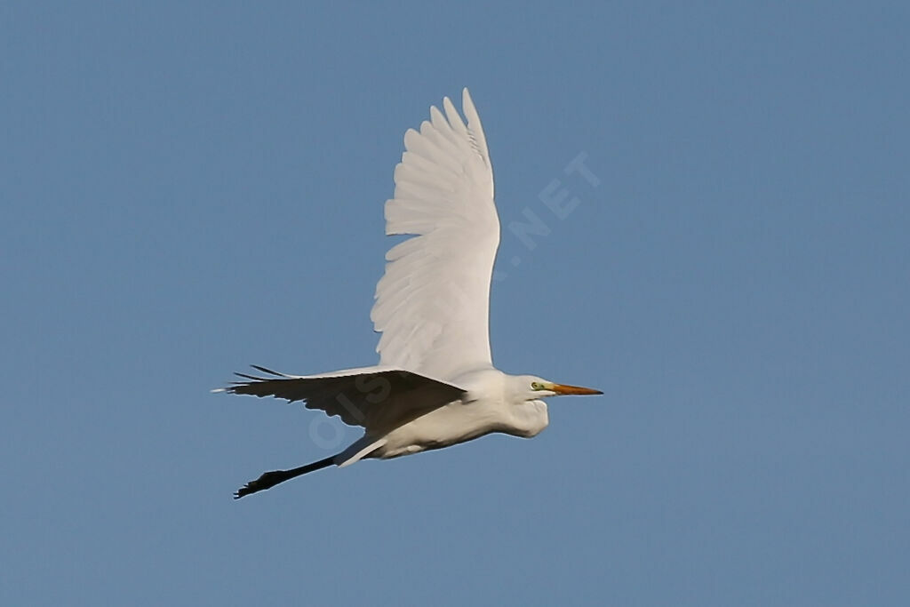 Great Egret