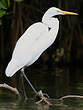 Grande Aigrette
