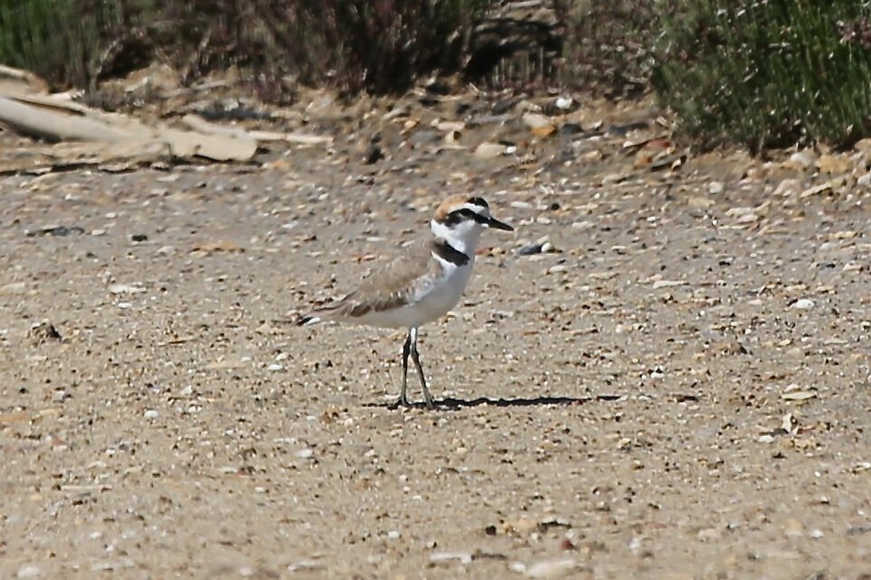 Kentish Plover