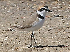 Kentish Plover