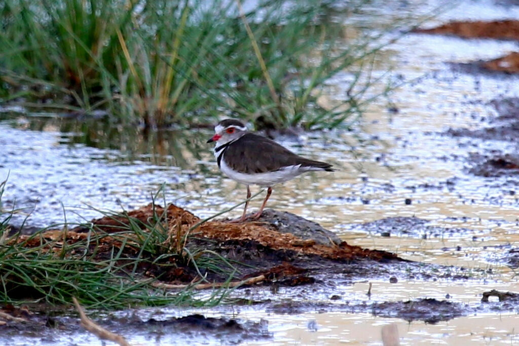 Three-banded Plover