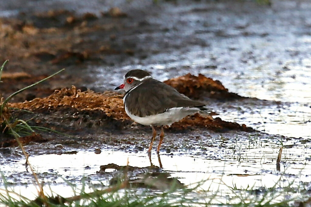 Three-banded Plover