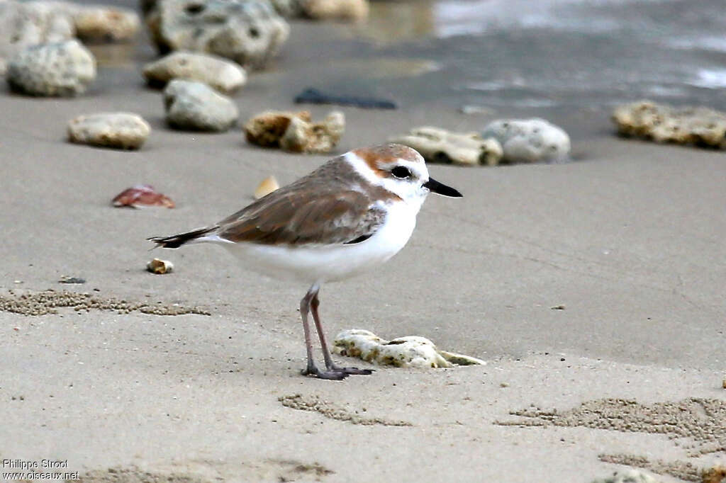 Malaysian Plover