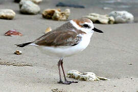 Malaysian Plover