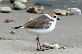 Malaysian Plover