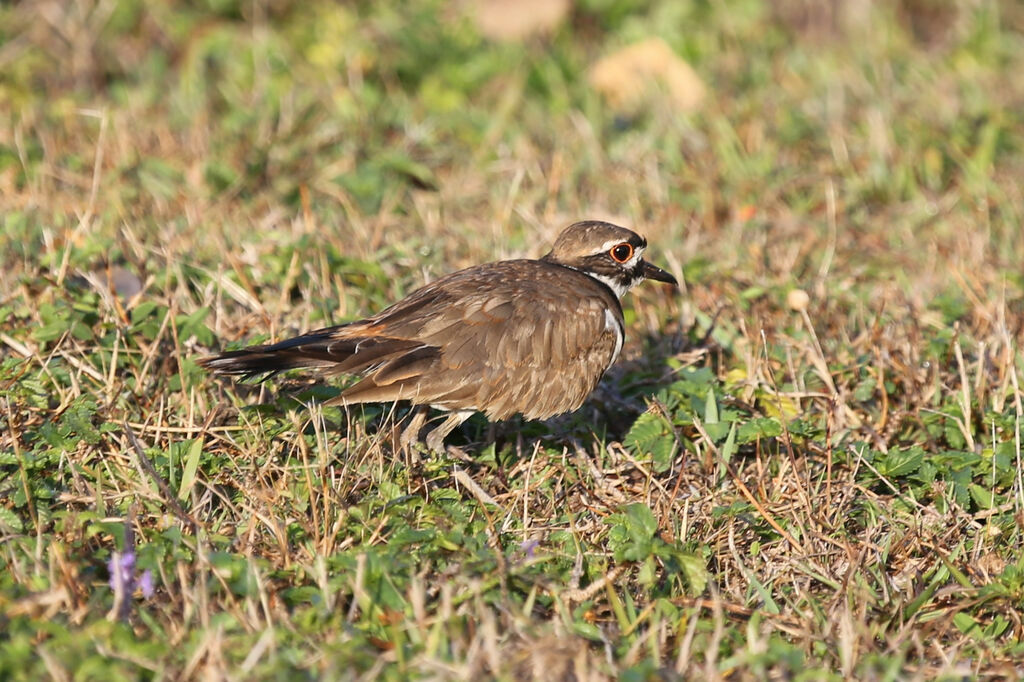 Killdeer