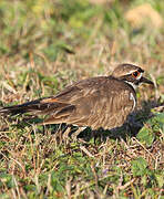 Killdeer