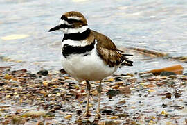 Killdeer