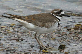 Killdeer