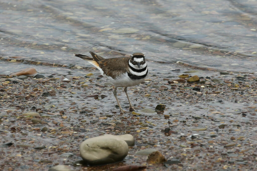 Killdeer