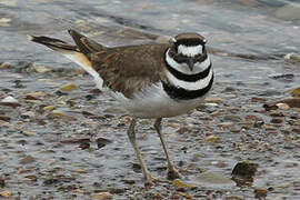 Killdeer