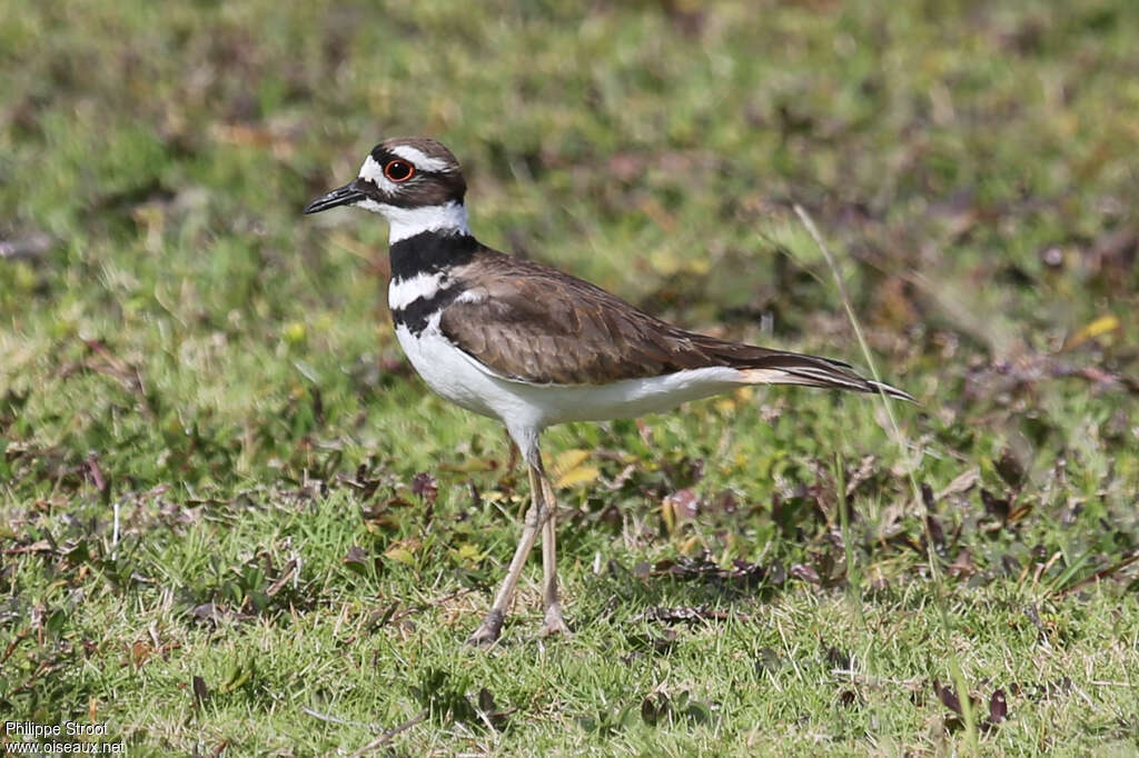 Killdeer male adult breeding