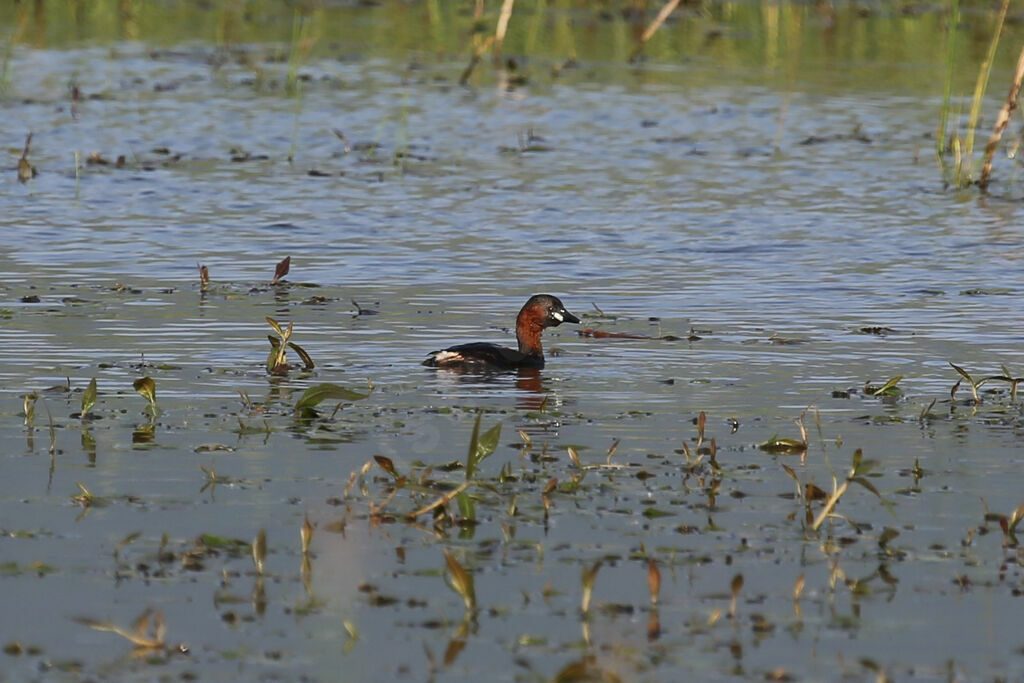 Little Grebe