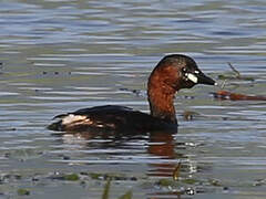 Little Grebe