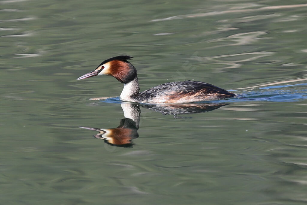 Great Crested Grebe