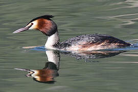 Great Crested Grebe