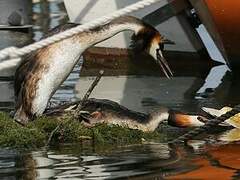 Great Crested Grebe