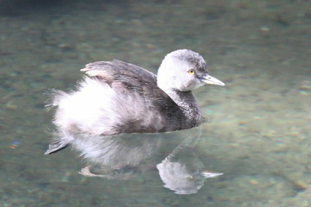 Least Grebe