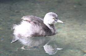 Least Grebe