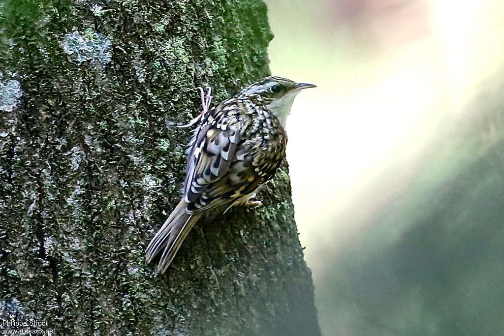 Grimpereau des boisjuvénile, identification