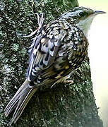 Eurasian Treecreeper