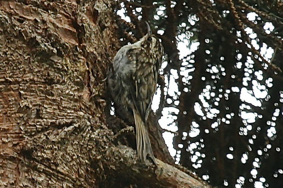 Grimpereau des bois