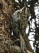 Eurasian Treecreeper