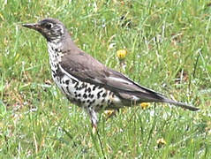 Mistle Thrush