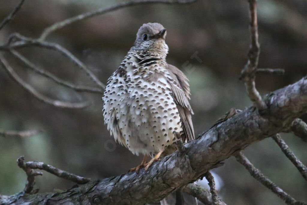 Mistle Thrush