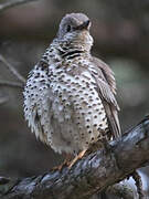 Mistle Thrush