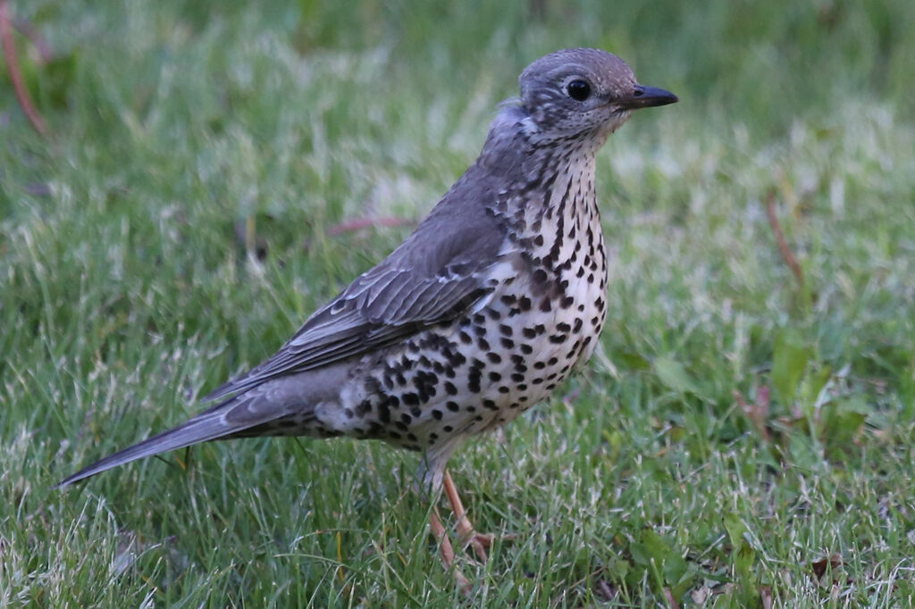 Mistle Thrush