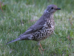 Mistle Thrush