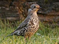 Mistle Thrush