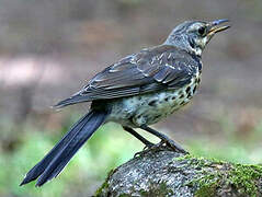 Fieldfare