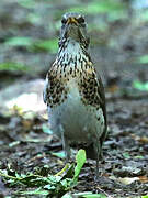 Fieldfare