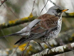 Fieldfare