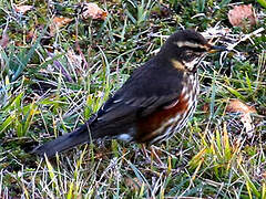 Redwing