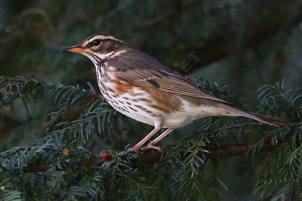 Redwing