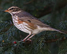 Redwing