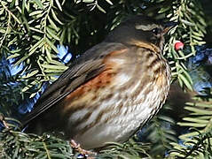 Redwing