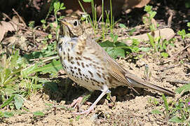 Song Thrush