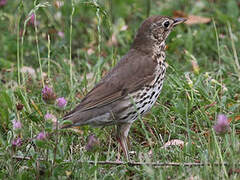 Song Thrush